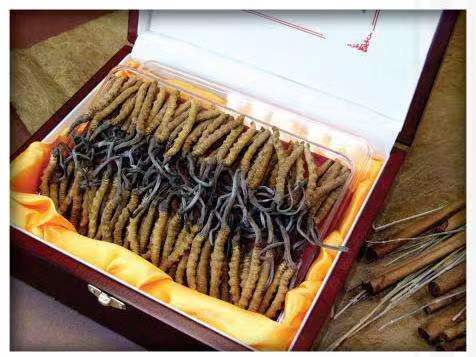 大邑冬虫夏草回收